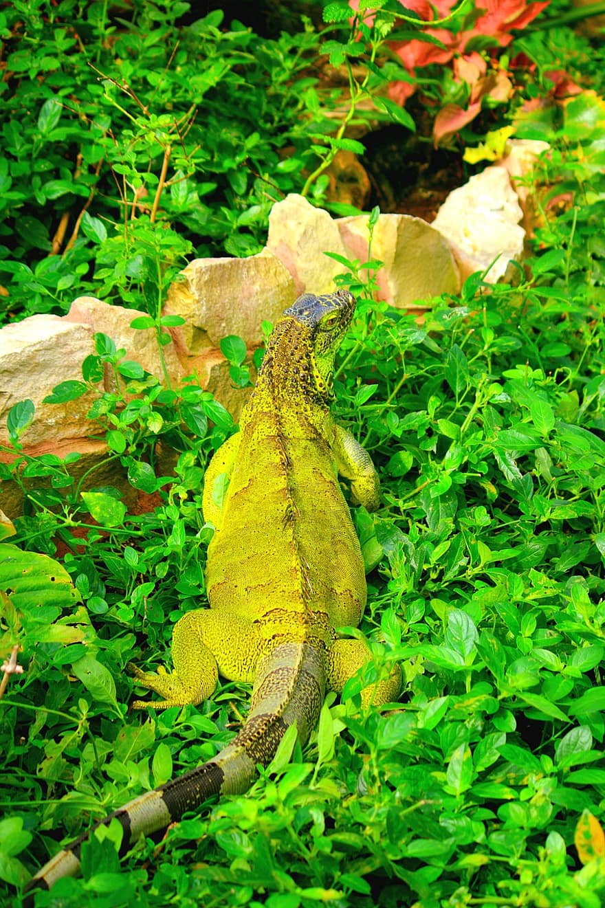 zielona iguana, gad, zieleń, Natura