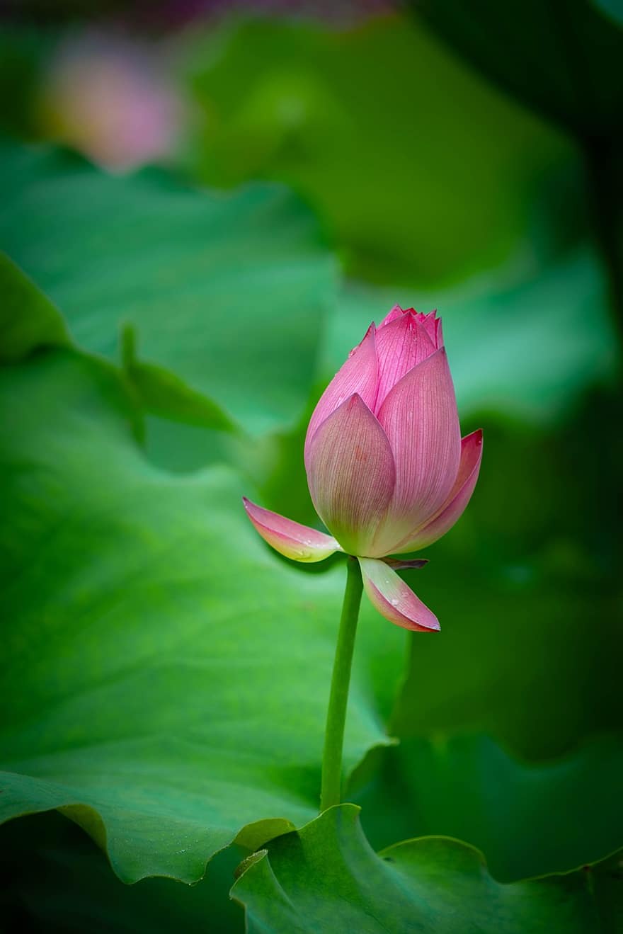 rosado, loto, flor, capullo de la flor, naturaleza
