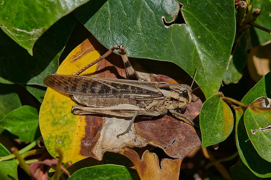 Insect, Grasshopper, Bug, Autumn, Entomology