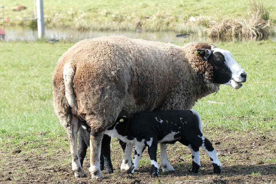 cừu, cho con bú, động vật có vú, mùa xuân, đồng cỏ, Thiên nhiên, nông trại, cỏ, cảnh nông thôn, nông nghiệp, chăn nuôi