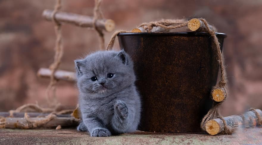 British Shorthair, Kitten, Cat, Pet, Feline, pets, cute, domestic cat, small, domestic animals, young animal