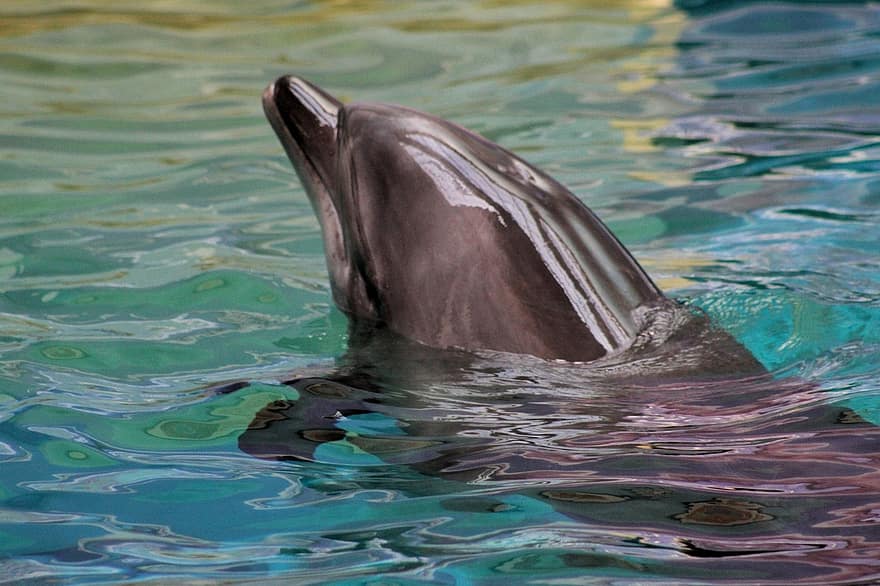 дельфін, плавання, води, дельфінарій, тварина, водні ссавці, дикої природи