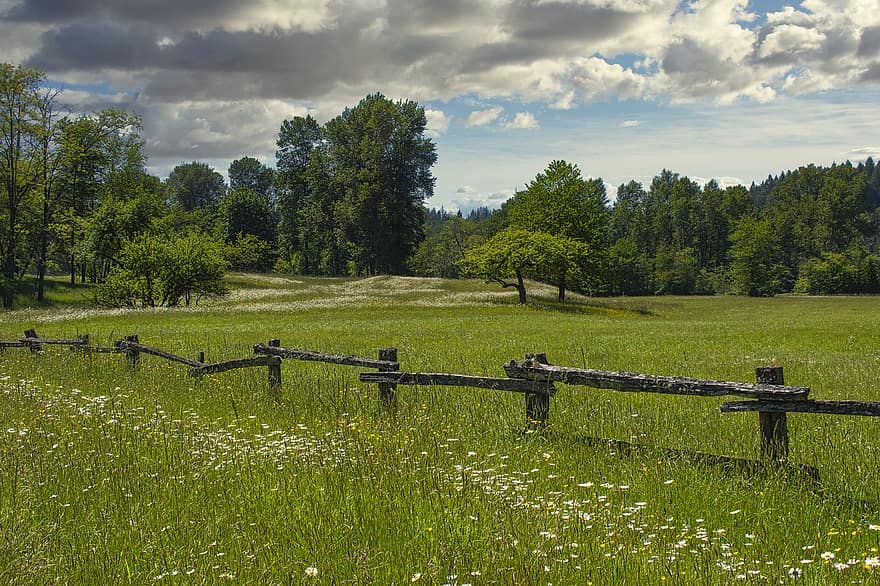 Park, Field, Daisies, Meadow, Spring, Fence