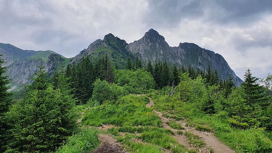 hegyek, fa, útvonal, Tatry, Lengyelország