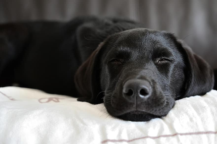 Labrador retriever, perro, mascota, animal, dormido, nacional, canino, mamífero, linda, mascotas, perro de raza pura