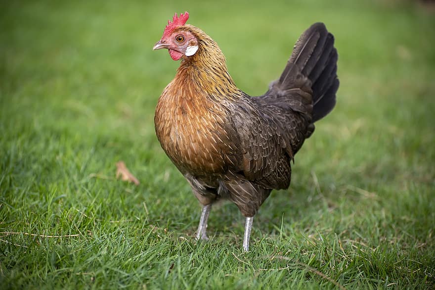 kyckling, höna, cockscomb, boskap, Landfåglar, fjädrar, fjäderdräkt, avian, ornitologi, fågelskådning, djurvärlden