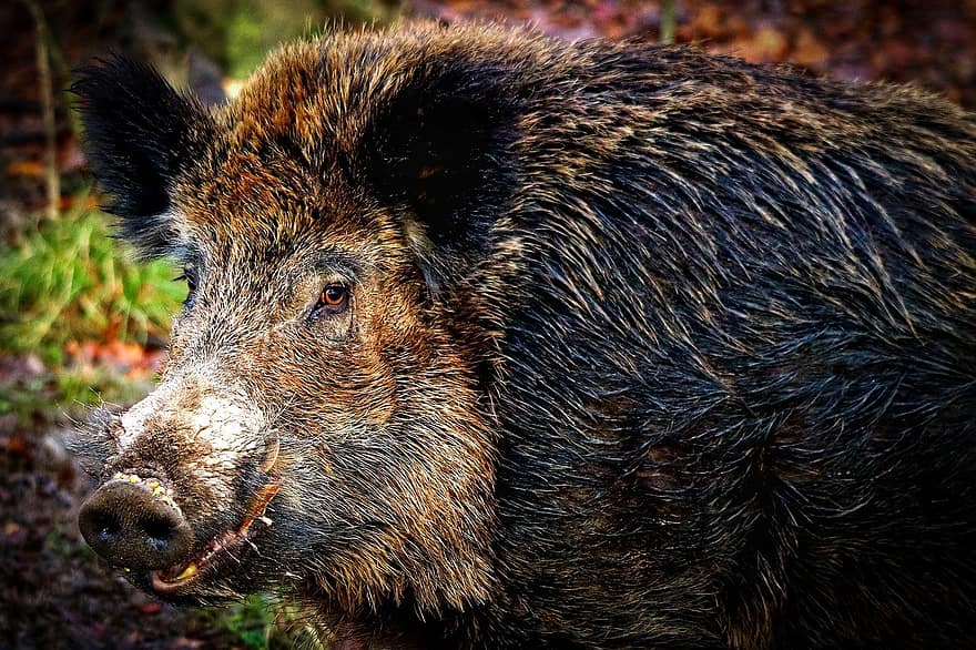 thú vật, lợn rừng, heo rừng, động vật có vú, loài, động vật, động vật hoang dã, con lợn