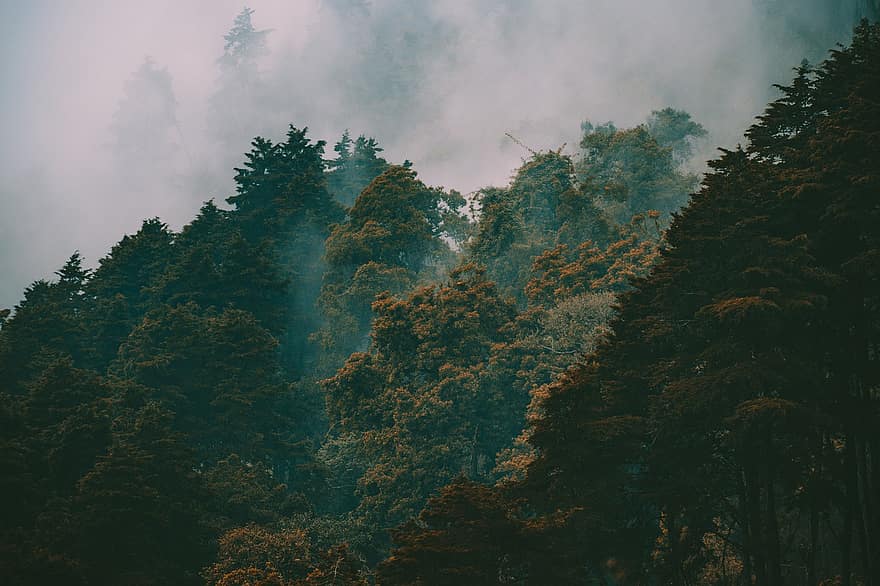 arvores, névoa, neblina, floresta, madeiras, natureza, árvore, panorama, montanha, outono, temporada