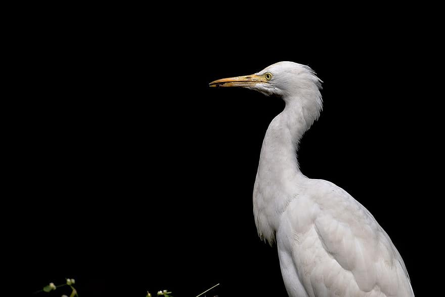 egretă, pasăre, alb, pasăre albă, albă albă, pene, pene albe, penaj, gât lung, cioc, ave