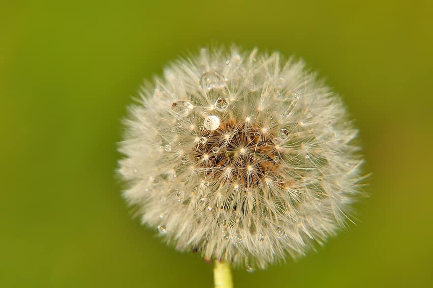 Dandelion, Seeds, Dew, Wet, Dewdrops, Raindrops, Flower, Seed Head, Blowball, Fluffy, Pointed Flower