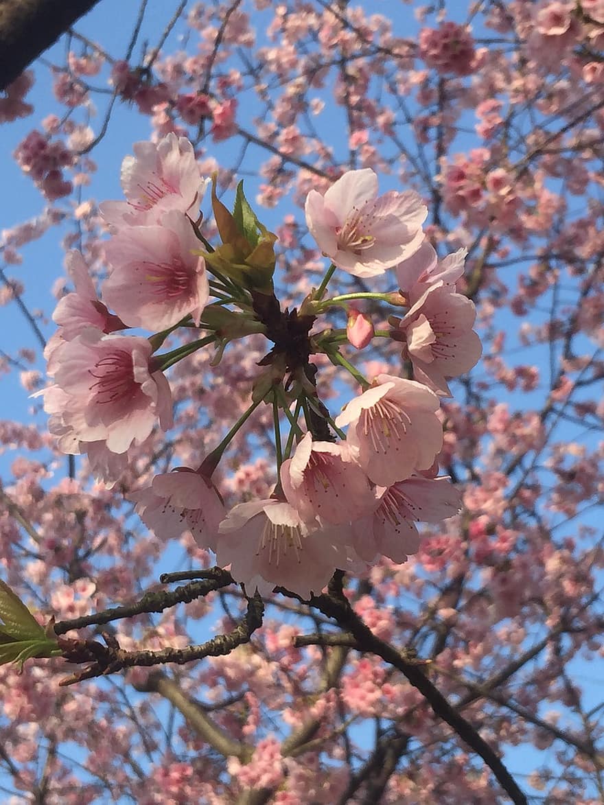 cseresznye virágok, Sakura, rózsaszín virágok, tavaszi, szép, természet, virágok, díszcseresznye, tavasz, virág, virágfej