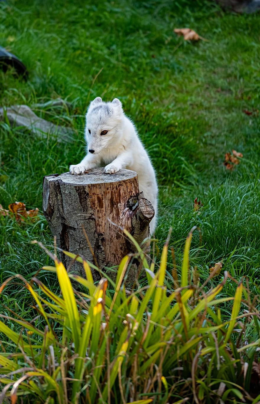 αρκτική αλεπού, αλεπού, κούτσουρο, γρασίδι, βοσκή, θηλαστικό ζώο, χαριτωμένος, γούνινος, ζώο