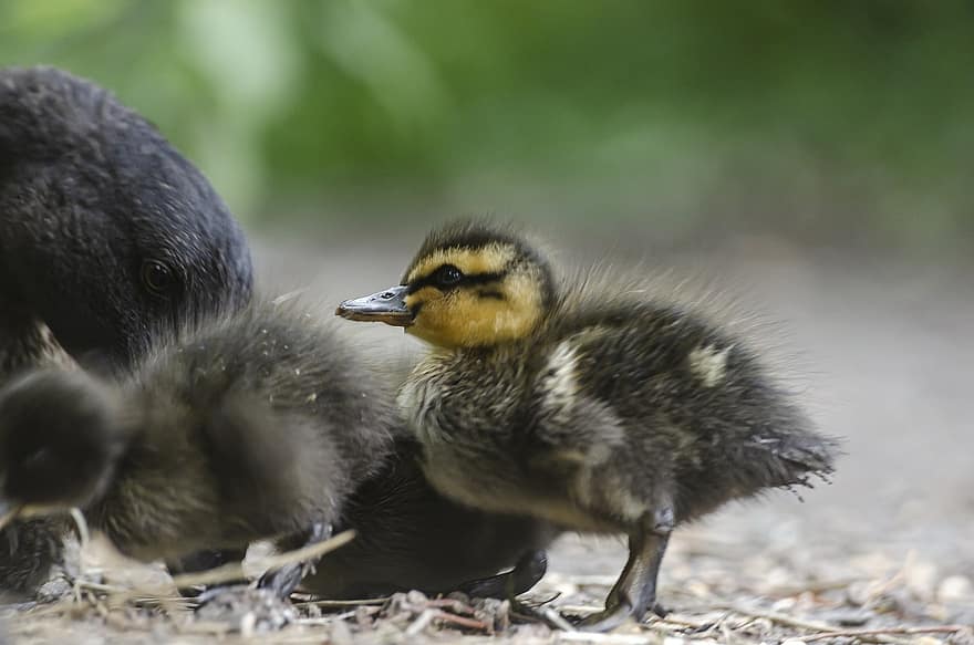 Pato, patinho, bebê, pássaro, bico, penas, plumagem, natureza