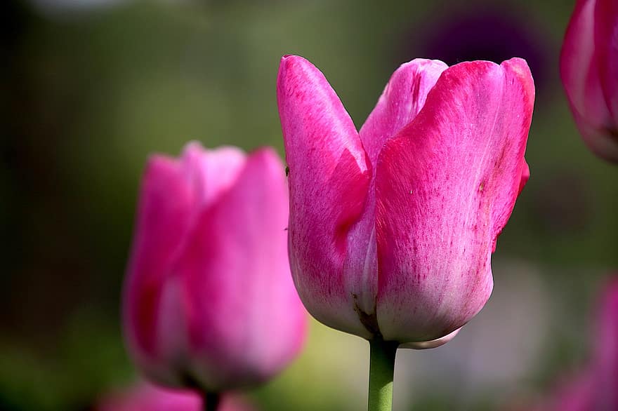tulipas, tulipas cor de rosa, flores cor de rosa, flores, plantas, plantas bulbosas, Primavera, jardim, horticultura, botânica, natureza