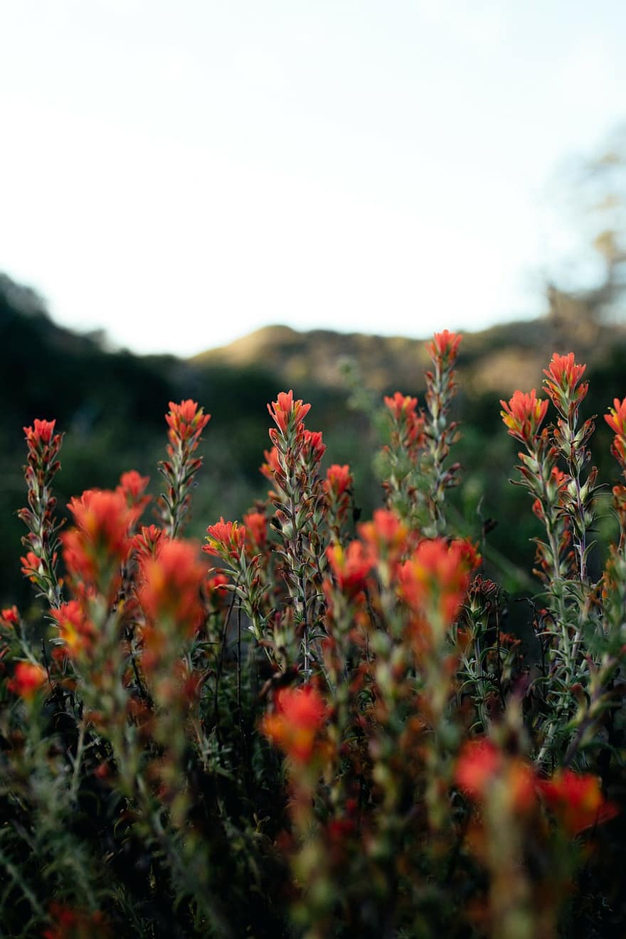 rovells florals, arbusts, cactus, Arbustos espinosos, florir, sol, posta de sol, camp