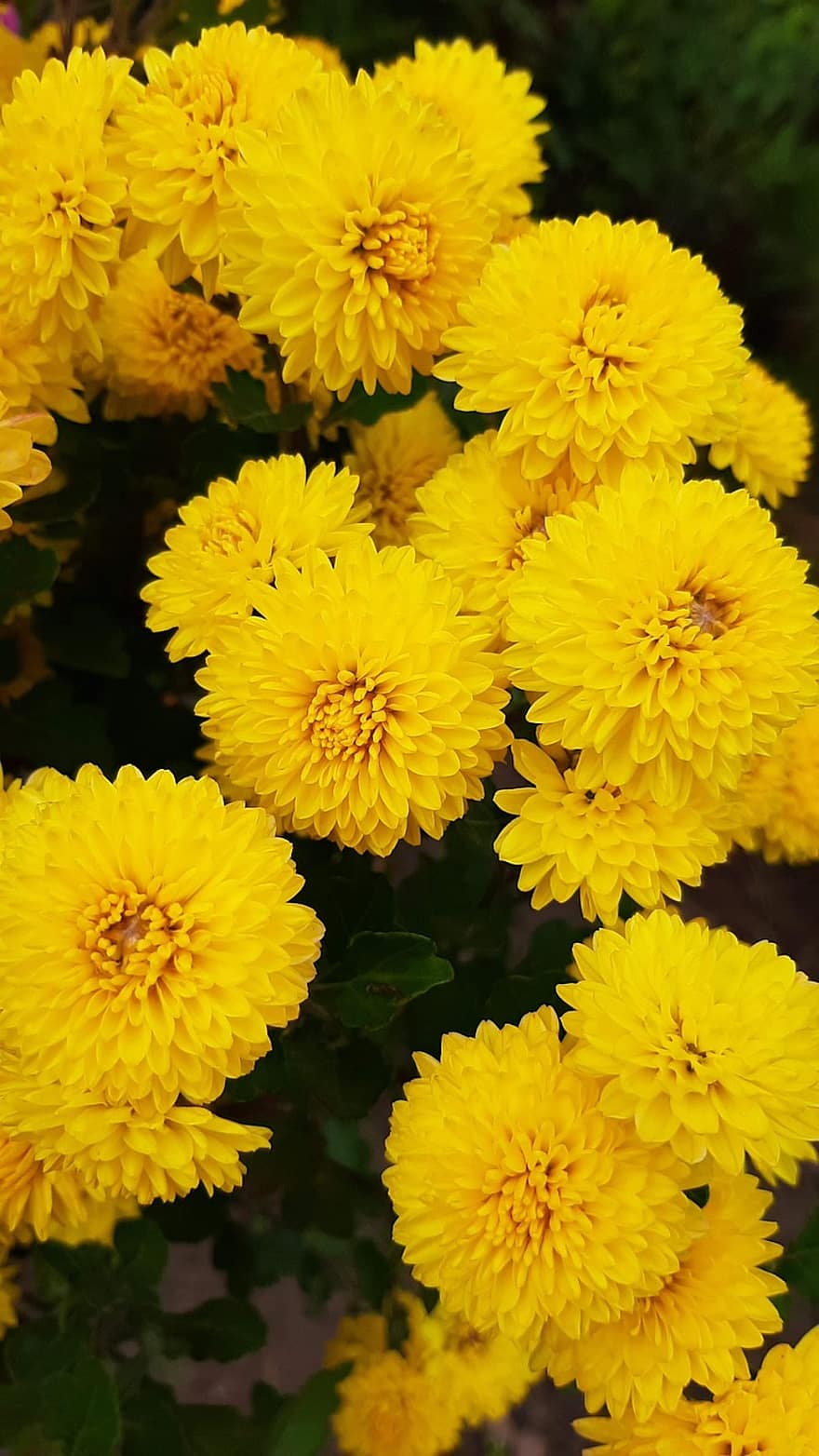 chrysant, bloemen, planten, gele bloemen, bloemblaadjes, bloeien, tuin-, natuur, geel, detailopname, zomer