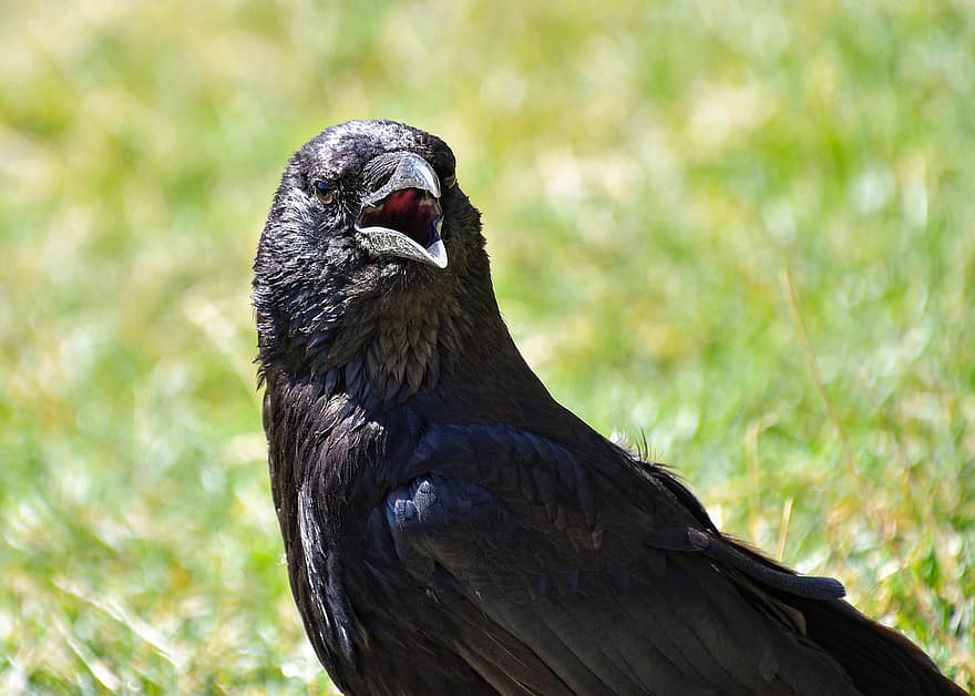 Raven, pássaro, bico, Passaro preto, penas pretas, plumagem preta, ave, aviária, ornitologia, observação de pássaros, mundo animal