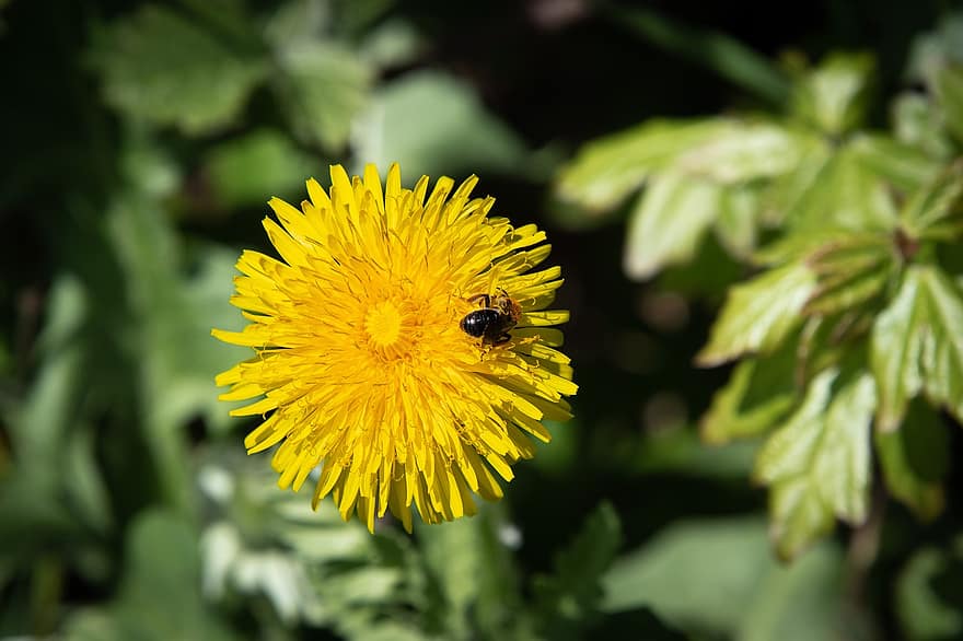 blomst, pollinering, Bie, entomologi, insekt, løvetann, humle, pollinere, natur, gul, nærbilde