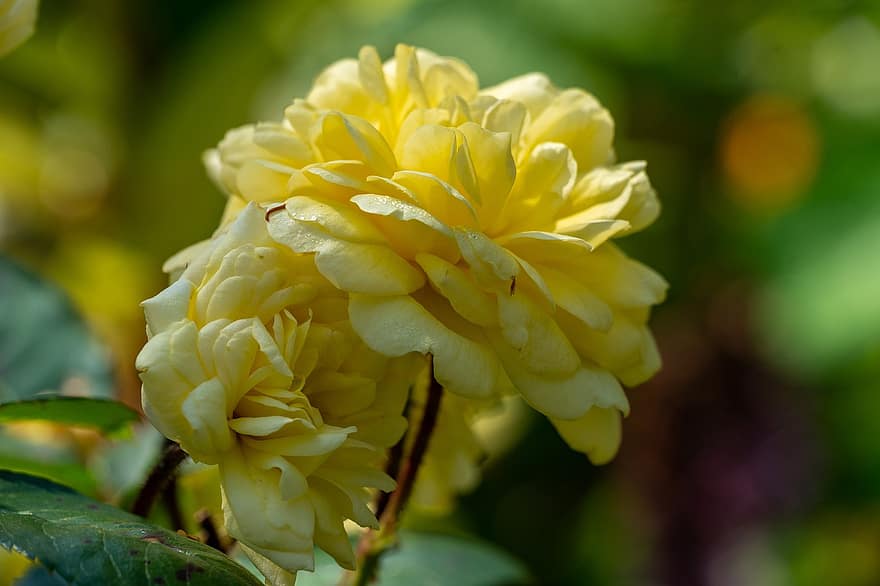 mawar, bunga-bunga, berkembang, mawar kuning, bunga kuning, kelopak kuning, mekar, flora, pemeliharaan bunga, hortikultura, botani