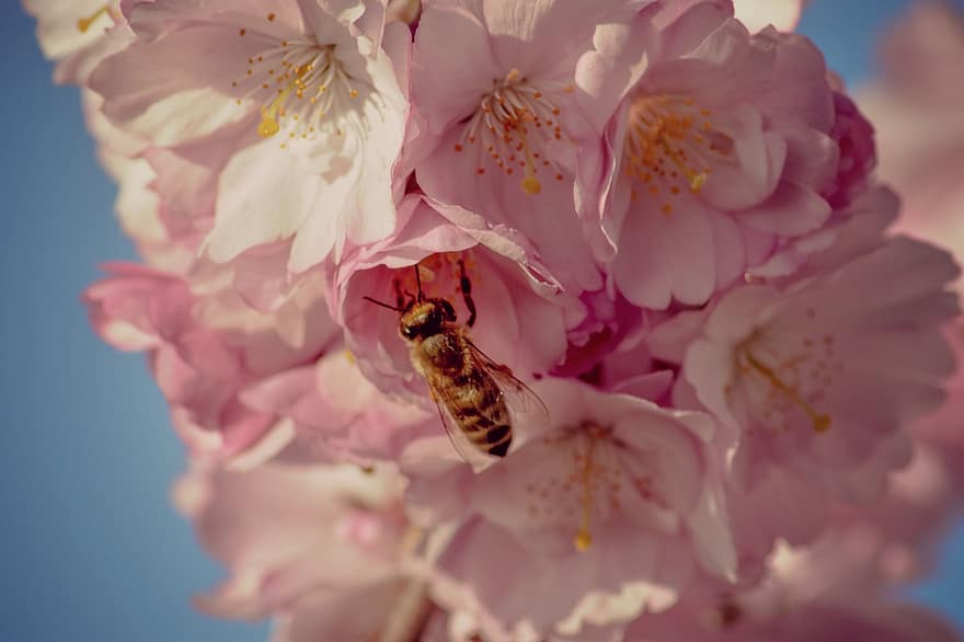 Flores de cerezo, abeja, polinización, sakura, insecto, primavera, Flores rosadas, flor, floración, naturaleza, de cerca