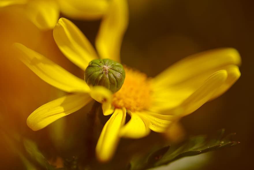 Daisy, Flower, Plant, Yellow Daisy, Petals, Bloom, Flora, Nature, close-up, yellow, summer
