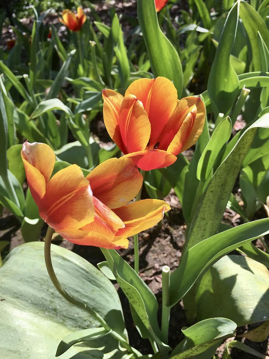 tulipány, květiny, rostlina, oranžové květy, okvětní lístky, květ, listy, jaro, Příroda
