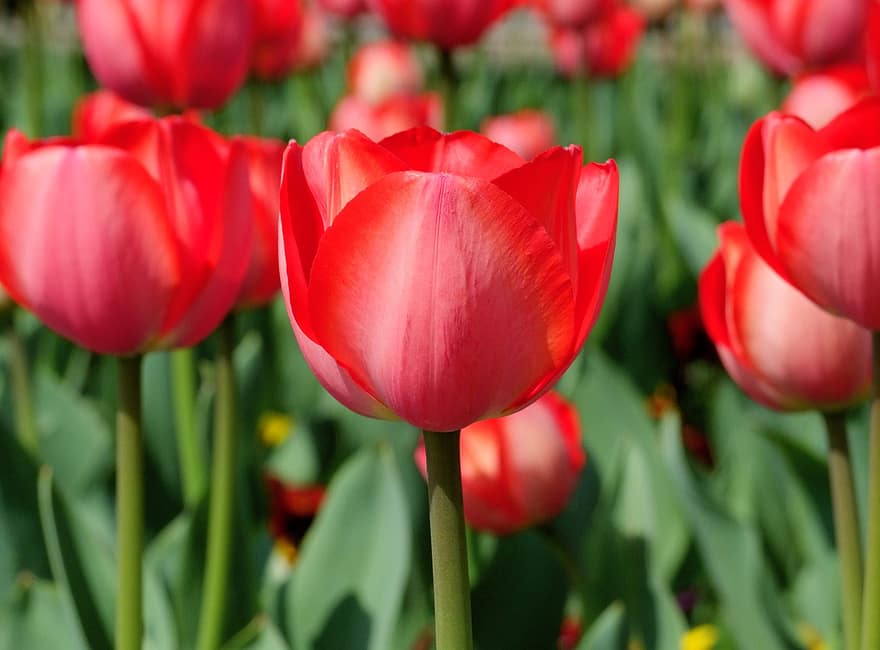 tulipany, kwiaty, rośliny, Czerwone kwiaty, czerwone tulipany, kwiat, kwitnąć, rośliny ozdobne, flora, Natura, ogród
