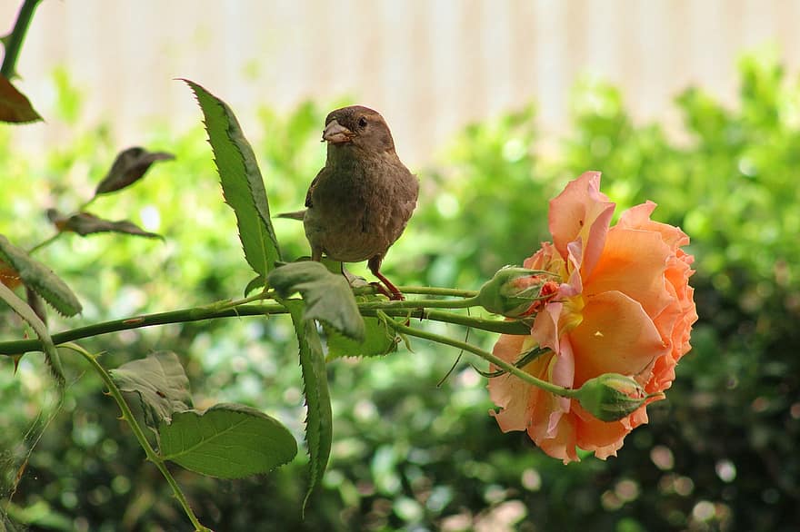весна, цветок, птица, Роза, перья, орнитология, вид, фауна, птичий, животное, живая природа