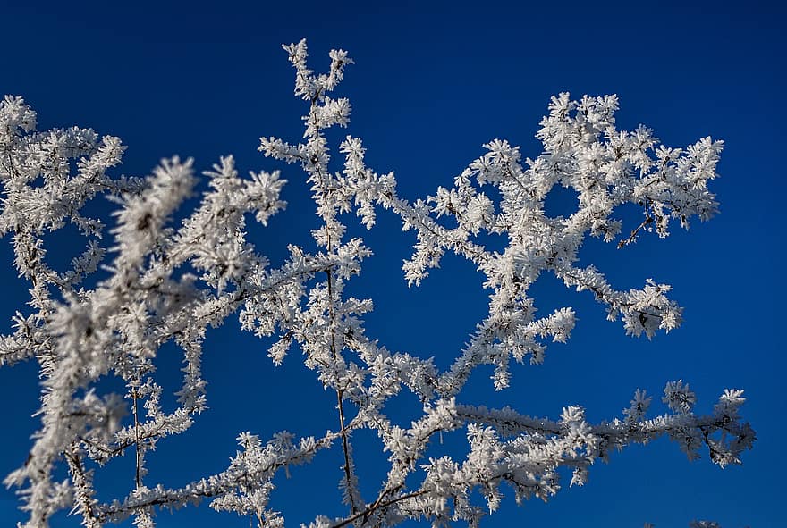 Winter, Nature, Frost, Branches, Hoarfrost, Frozen, blue, branch, tree, plant, season