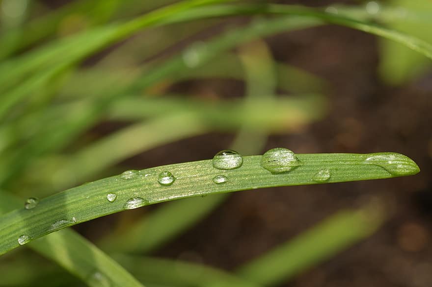 трева, роса, острие, дъжд, капка вода, растение, вода, природа, ливада