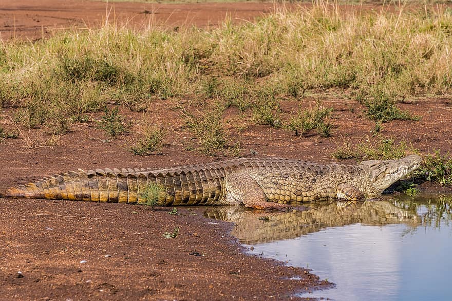 Crocodile, Alligator, Pond, Swamp, Reptile, Water, Scales, Nature, Animal, Wild, Swim