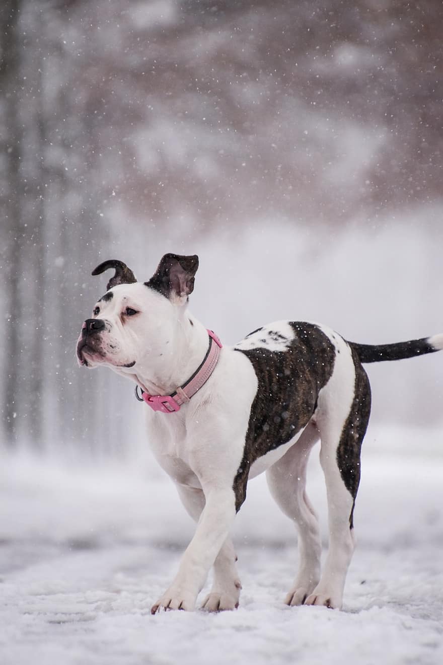 Boxer, perro, nieve, nevando, mascota, animal, Perro domestico, canino, mamífero, linda, nevada