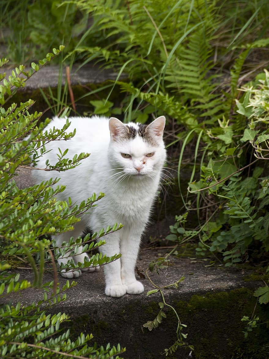 ネコ、ペット、植物、コンクリート階段、庭園、動物、自然、飼い猫、猫科、可愛い、子猫