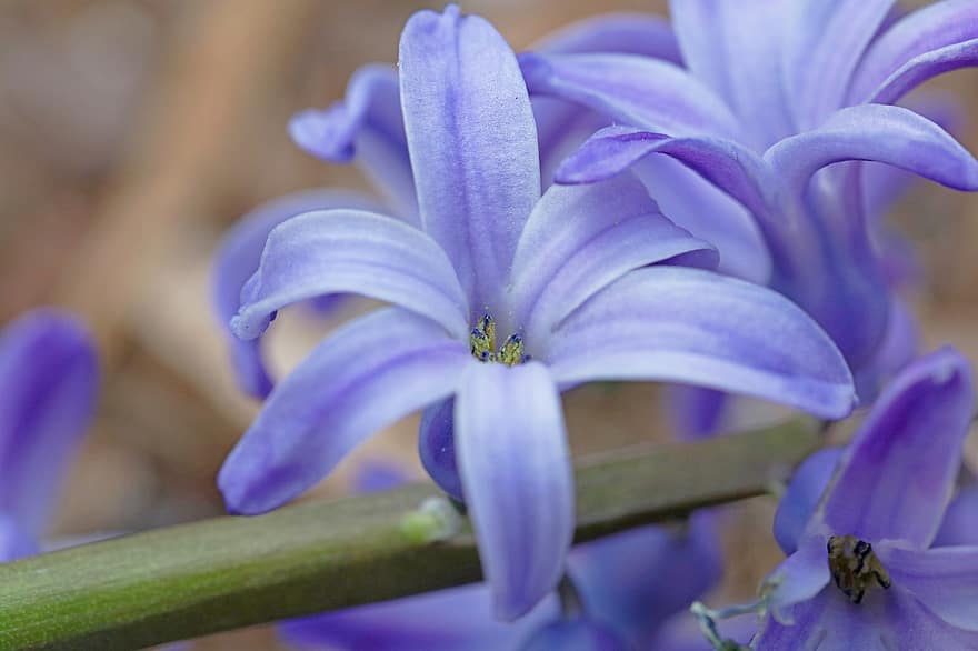 Flowers, Hyacinth, Bloom, Blossom, Botany, Plant, Petals, Growth, Macro, Nature, Spring