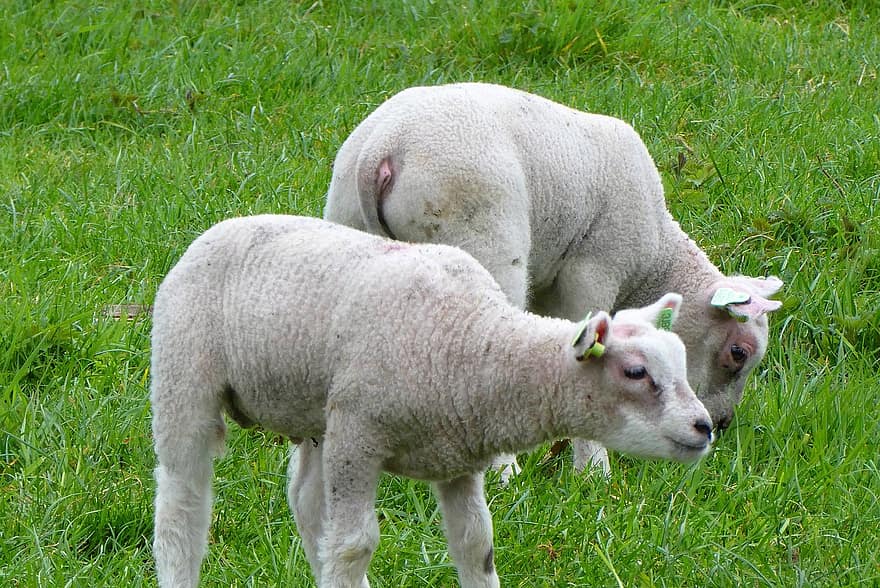 lamm, får, djur-, boskap, unga djur, söt, däggdjur, bete, bruka, gräs, landsbygden scen