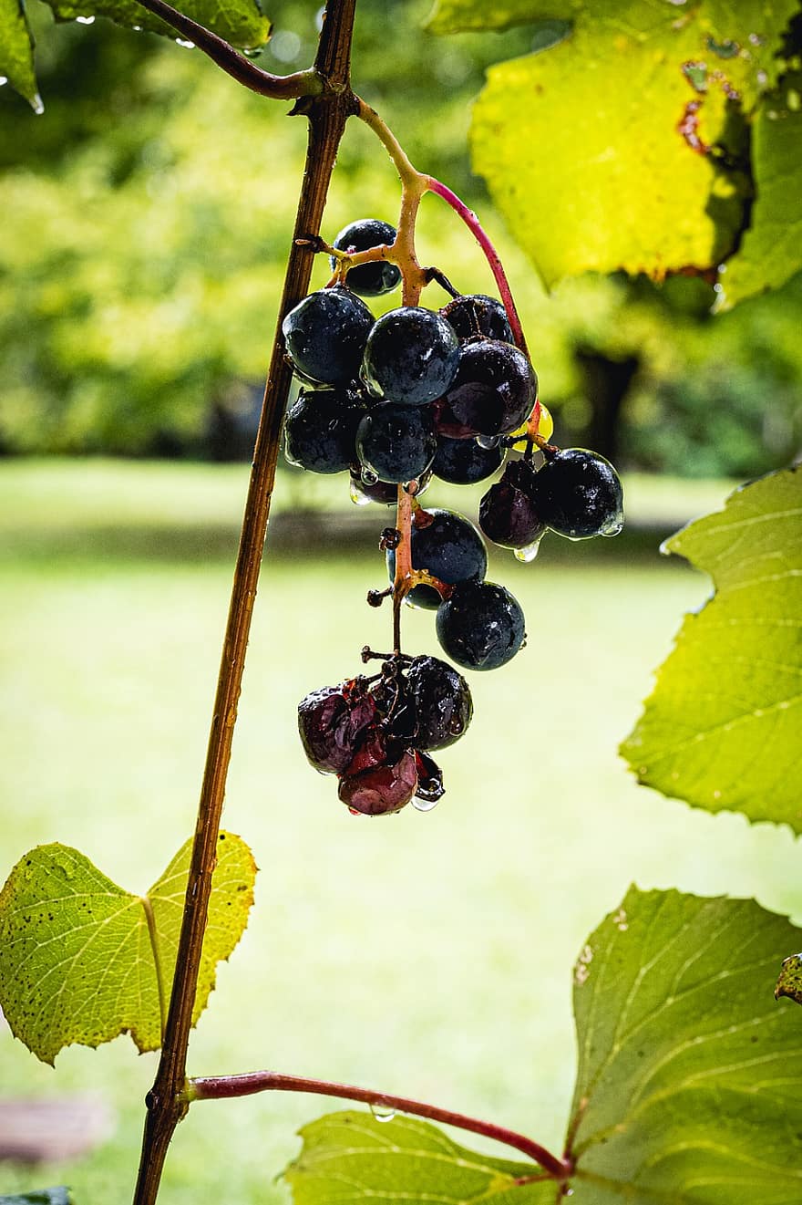 szőlőtő, szőlő, szőlőskert