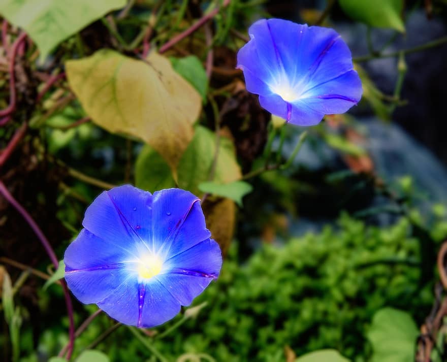 glorias de la mañana, las flores, Flores azules, pétalos, pétalos azules, floración, flor, flora, plantas, jardín