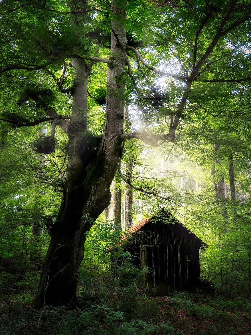 小屋、納屋、森林、木、神秘的な、不思議な、気分、古い、緑色、田園風景、風景