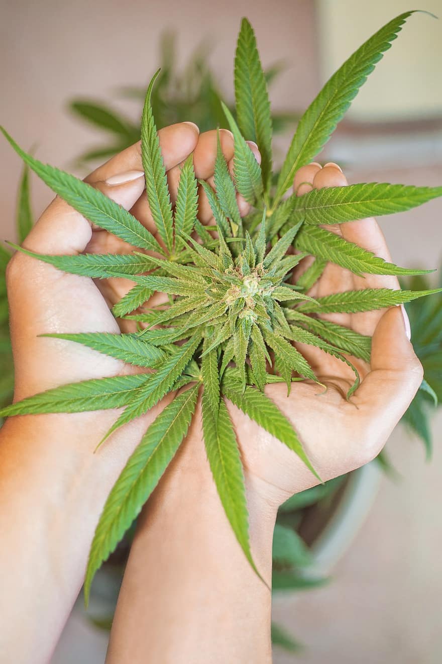 marijuana blad, cannabisblad, cannabis lämnar, ogräsblad, Krukblad, marijuana löv