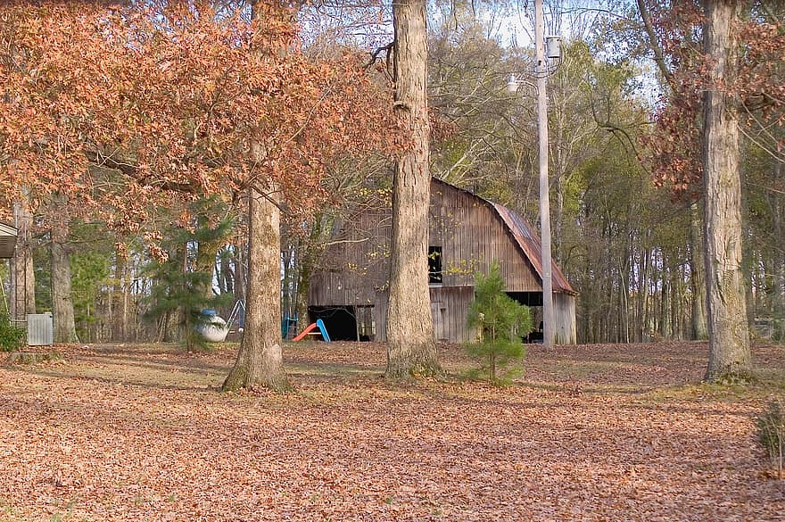 古い納屋、秋、葉、紅葉、秋の季節、落葉、色落ち、自然、落ち葉、納屋、木