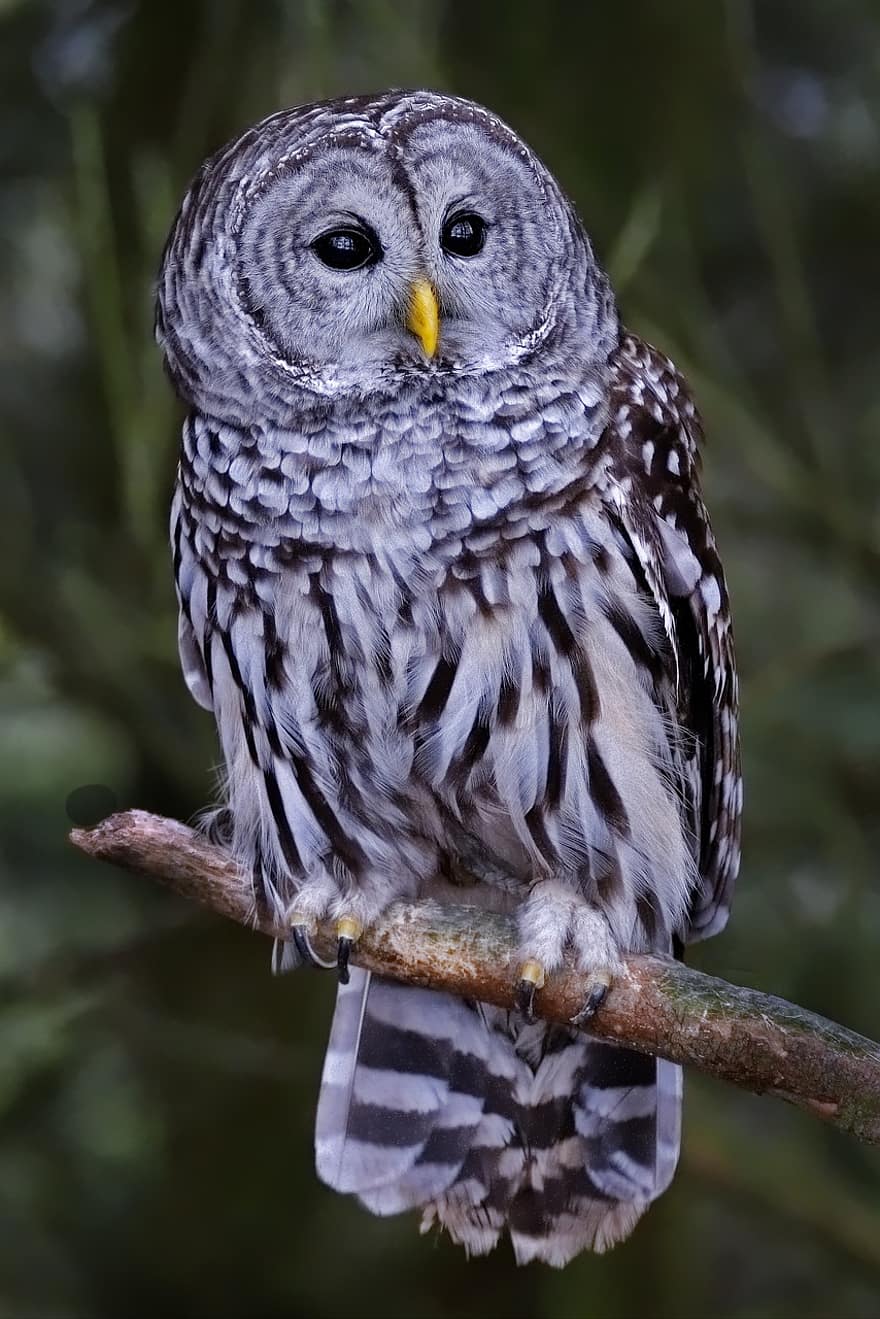 Barred Owl, Resting, Portrait, Bird