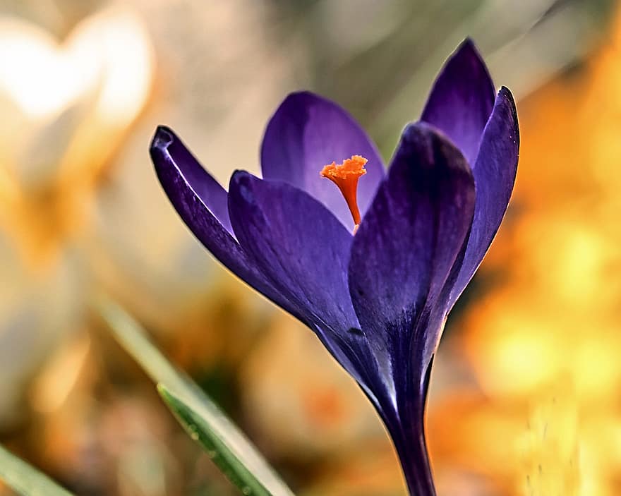 Crocus, violetinė gėlė, sodas, pobūdį
