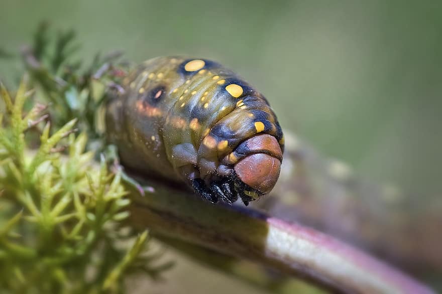 Caterpillar, Larva, Hyles Euphorbiae, Insect, Animal, Nature, Worm, Lepidoptera, Metamorphosis, Macro, Close Up