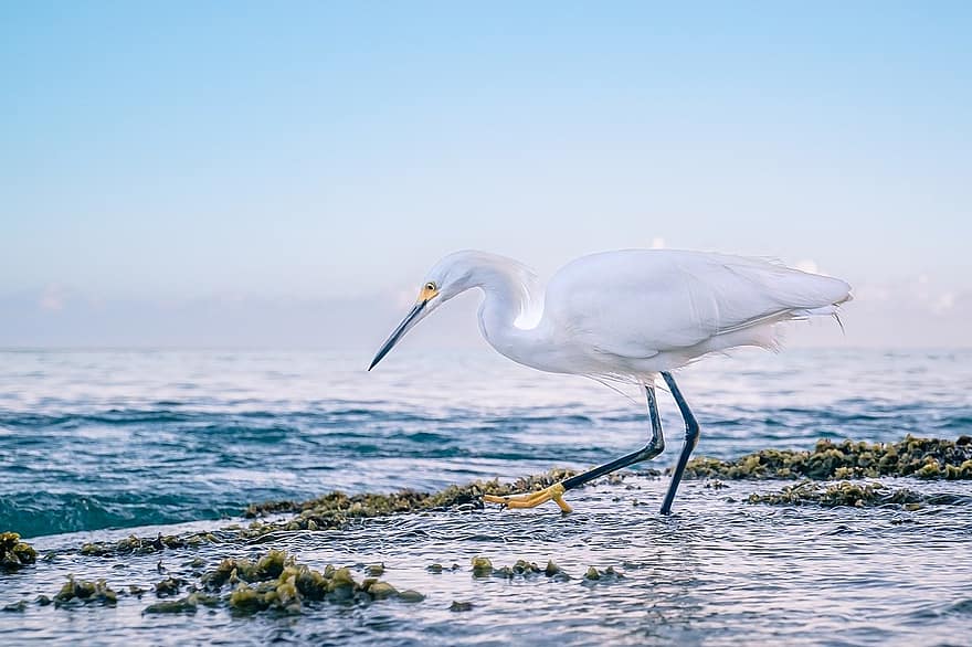 Garza blanca, egreta nevada, ocell, Carib, vida salvatge, vora del mar, Costa, alimentació, ornitologia, República Dominicana, animal