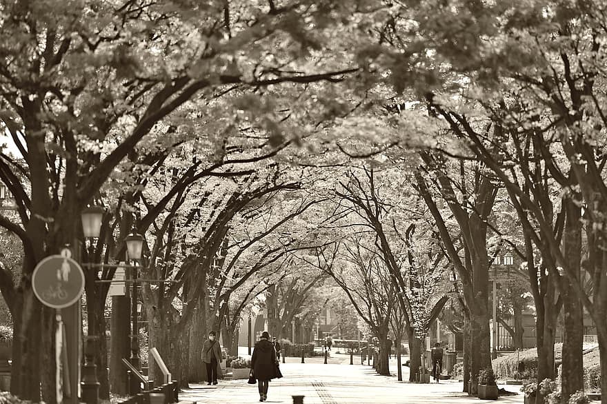 primavera, parque, arboles, mujer, camino, flores, caminar, ciudad, árbol, en blanco y negro, para caminar