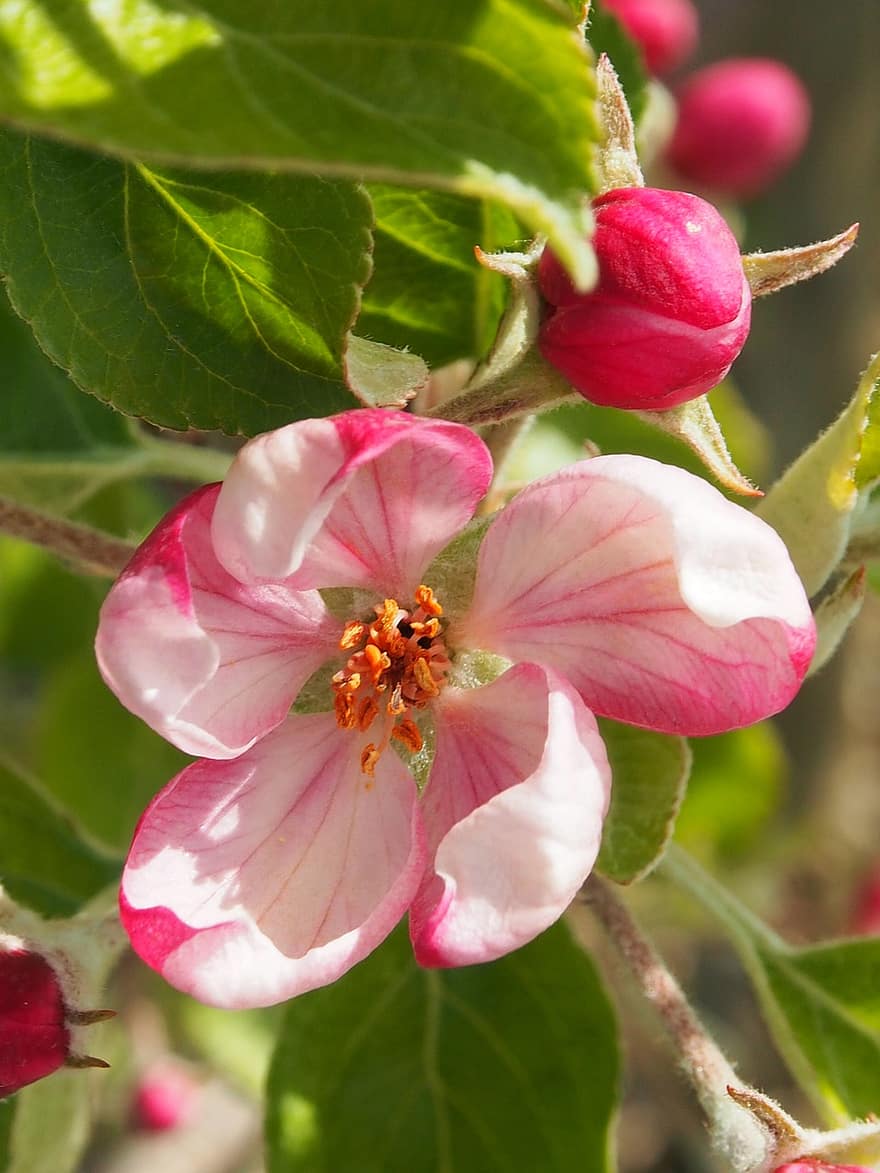 Apple Blossoms, Flowers, Branch, Petals, White Flowers, Bloom, Blossom, Apple Tree, Spring, Nature, close-up