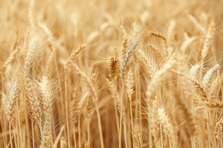 пшеница, поле, зърна, храна, селско стопанство, Земеделие, жътва, зърнени растения, растеж, жълт, едър план