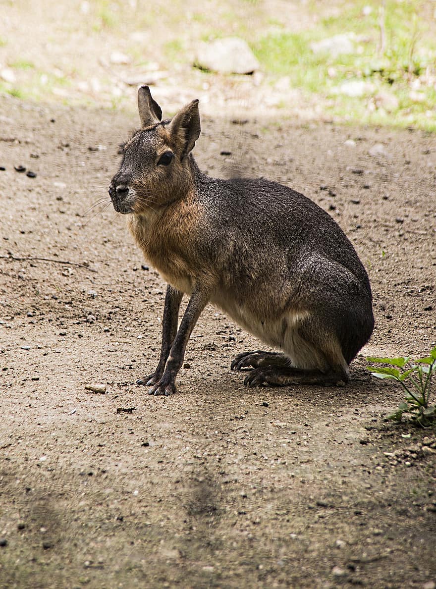 животно, кенгуру, дребна порода кенгуру, двуутробно животно, Австралия, фауна