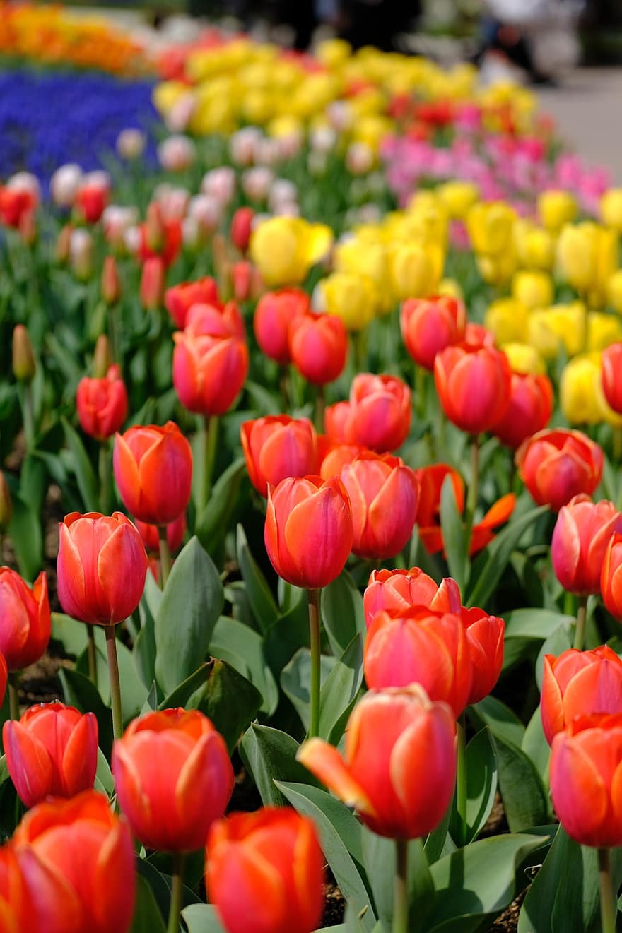 fiori, tulipani, giardino, natura, primavera, piante, tulipano, fiore, pianta, multicolore, testa di fiore