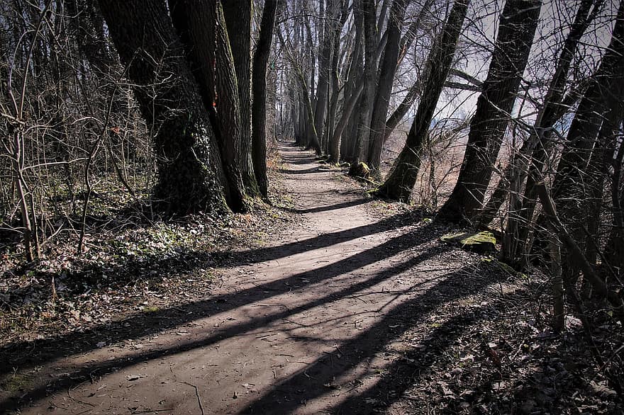 il sentiero nel bosco, distanziatore, lunga ombra, inizio primavera, di mattina, buio, tribù, mattina, gęstwina, a partire dal, alberi